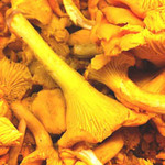 Comment conserver les girolles : en bocal ou surgelées ?